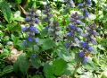 Ajuga reptans